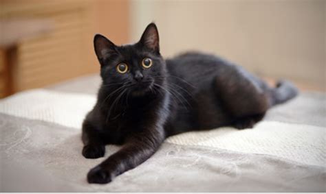 梦见黑猫进家里是什么意思