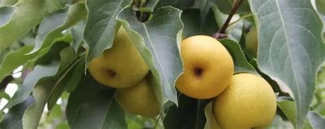 梨籽种植方法