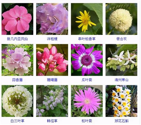 植物花卉品种大全