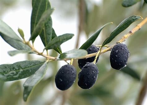 橄榄树种植条件