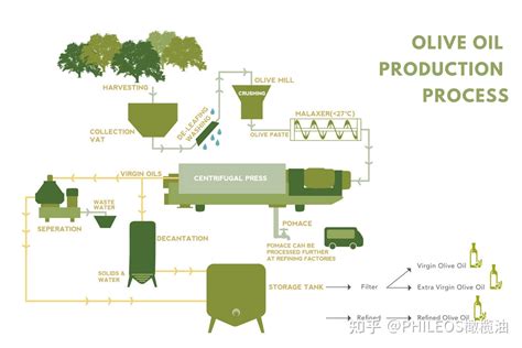 橄榄油制作全过程