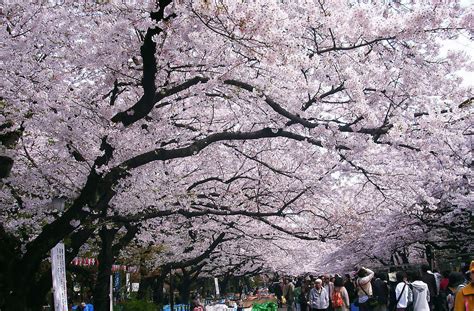武汉大学的樱花怎么不能预约了