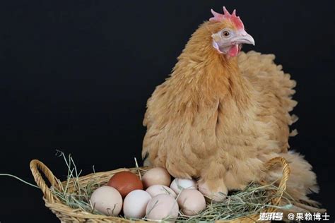 母鸡下蛋顺口溜