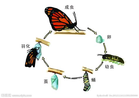 毛毛虫变成蝴蝶的过程