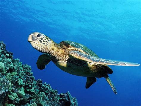 气候变化与海龟保护