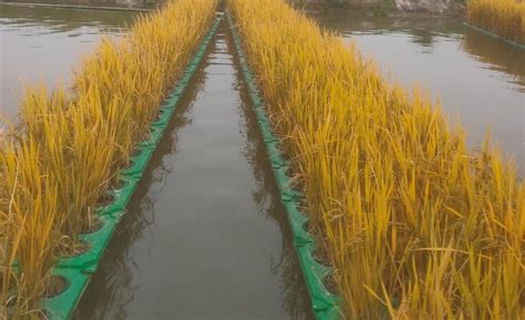 水上水稻种植浮床制作方法