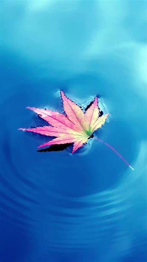 水中枫叶微信图片