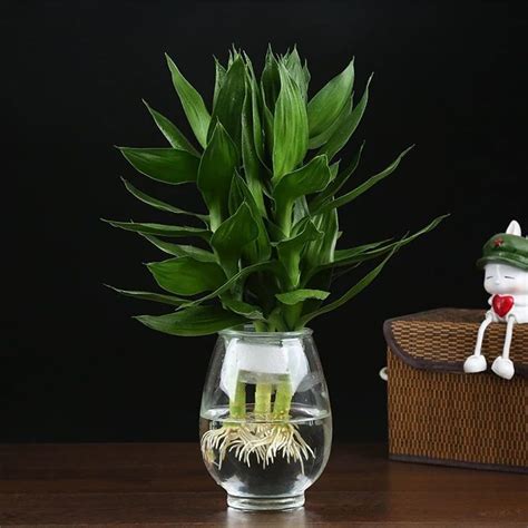 水培富贵竹花瓶图片