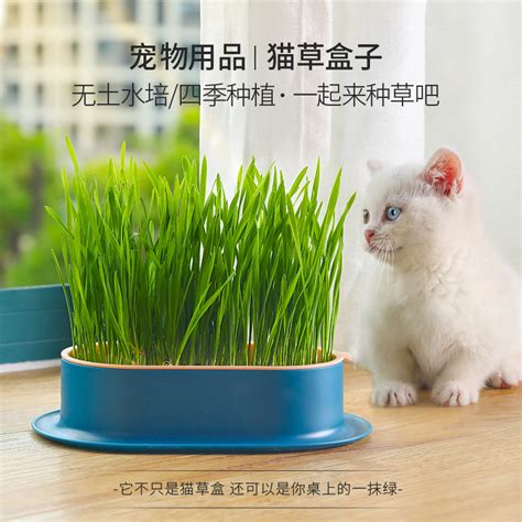 水培猫草能用什么东西种
