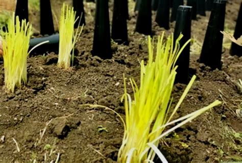 水培韭黄种植技术
