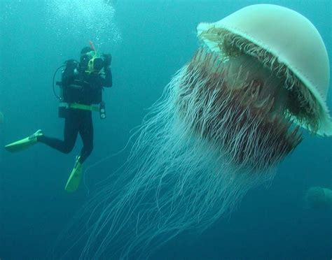 水面出现巨型水母10种