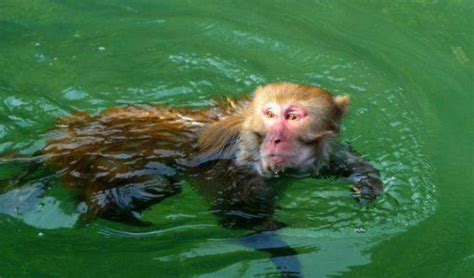 水鬼水猴子是真实存在的吗