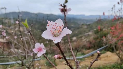 汕头巨峰寺的桃花开到几月