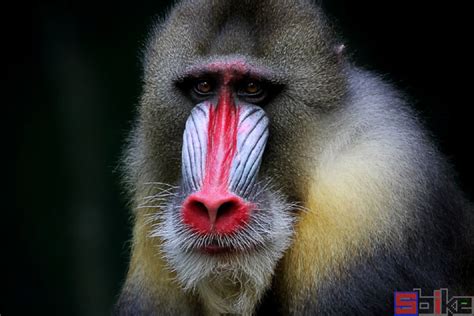 沐猴是猕猴吗