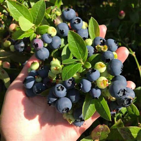 河北可以种植蓝莓吗