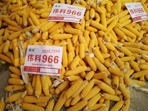 河北省保定市春季玉米品种