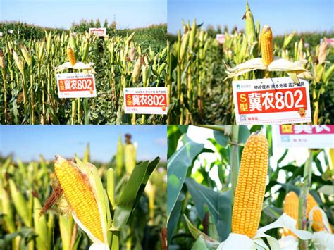 河北省高产玉米品种排名