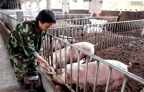 河南商丘今日猪价多少钱一斤