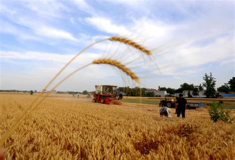 河南商丘的小麦价格是多少钱