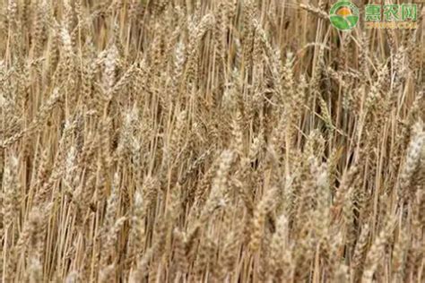 河南小麦价格多少一斤