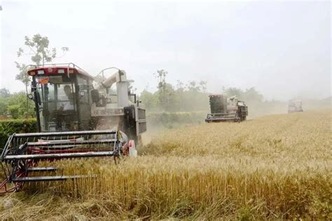 河南小麦收割季下雨天