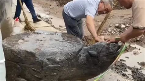 河南村口挖出巨龟