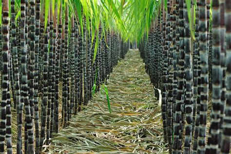 河南甘蔗种植技术视频