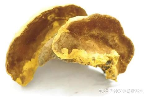 河南郑州种植桑黄菌是真实的吗