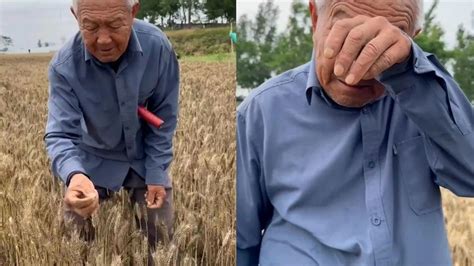 河南79岁老农手捧发芽小麦落泪