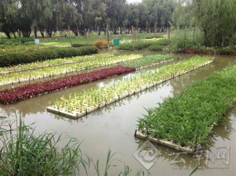 河道水上种植蔬菜教程