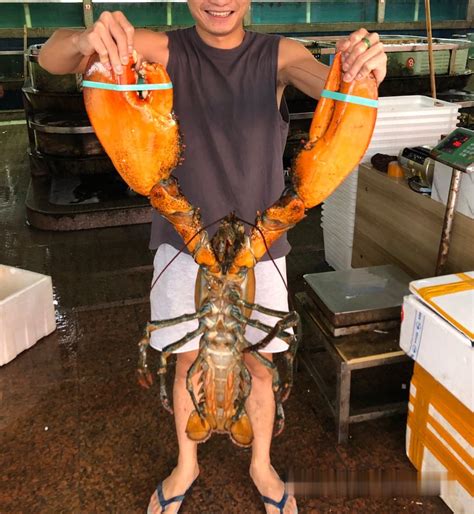 波士顿龙虾vs椰子蟹