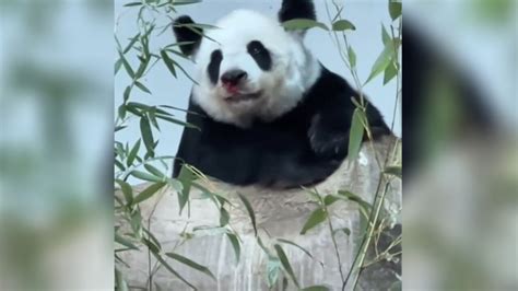 泰国熊猫林慧真正死因