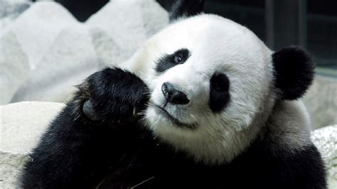 泰国的熊猫林慧去世
