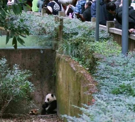 泼水熊猫女游客后续