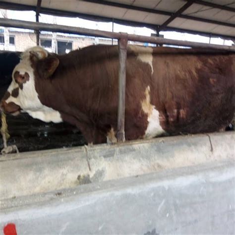 活肉牛价格多少钱一斤