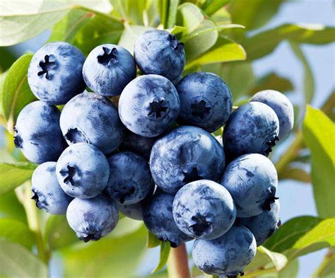 浙江适合种什么品种的蓝莓