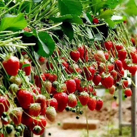 海南草莓几月份种植