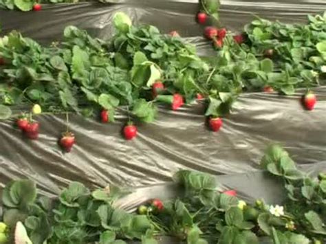 海南草莓种植视频