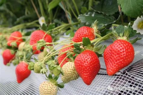 海南露天草莓种植