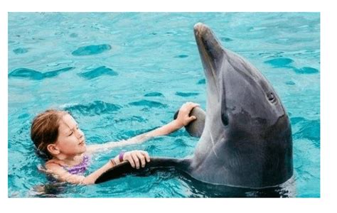 海豚与人类之间有爱情是真的吗
