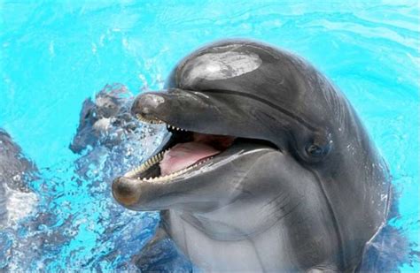 海豚怎样可以看出年龄