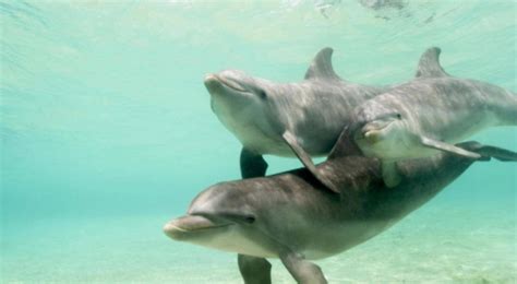 海豚的变态繁殖