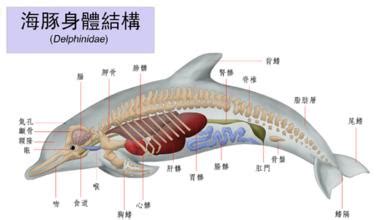 海豚的身体部位有哪些