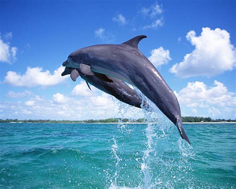 海豚相关的美丽名字