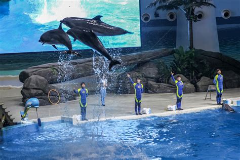 海豚表演视频大全海洋馆