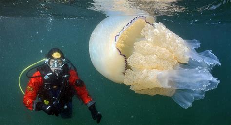 海面好几只巨型水母