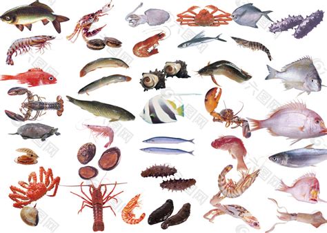 海鲜品种的名字和图片