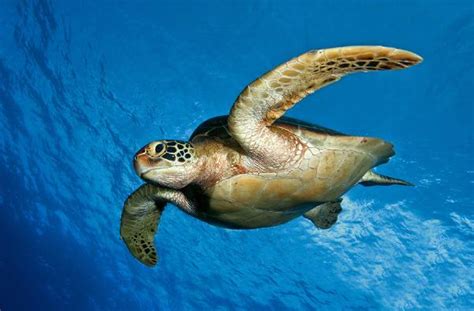 海龟会不会生活在淡水中
