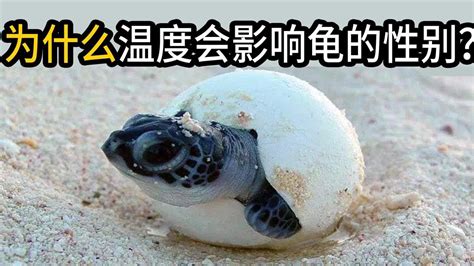 海龟性别为什么跟温度有关