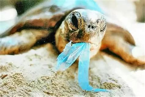 海龟所受到的环境破坏